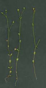 Attēlu rezultāti vaicājumam “Linum catharticum flower”