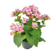 Image result for Kalanchoe blossfeldiana