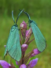 Attēlu rezultāti vaicājumam “Adscita statices”