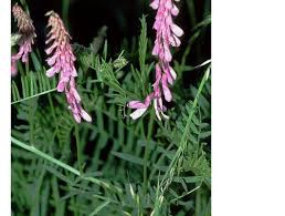 Attēlu rezultāti vaicājumam “Vicia tenuifolia flower”