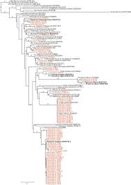 Attēlu rezultāti vaicājumam “Diderma umbilicatum plasmodium”