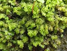 Attēlu rezultāti vaicājumam “Plagiochila porelloides”