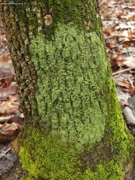 Attēlu rezultāti vaicājumam “Bacidia subincompta”