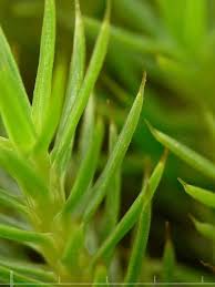 Attēlu rezultāti vaicājumam “Polytrichum strictum”