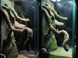 Attēlu rezultāti vaicājumam “Enteridium variabile macro”