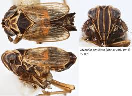 Attēlu rezultāti vaicājumam “Javesella pellucida male”