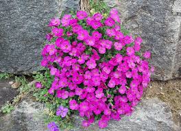 Image result for Aubrieta hybrida (cultorum)