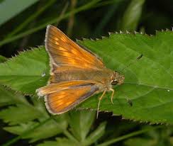 Attēlu rezultāti vaicājumam “Ochlodes sylvanus female”