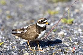 Attēlu rezultāti vaicājumam “Charadrius hiaticula adult”