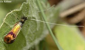 Attēlu rezultāti vaicājumam “Adelidae”