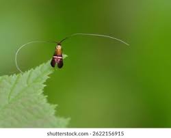 Attēlu rezultāti vaicājumam “Adelidae”