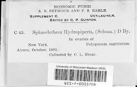 Attēlu rezultāti vaicājumam “Sphacelotheca hydropiperis”