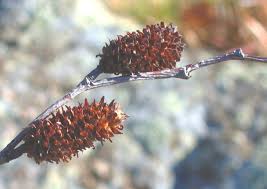 Attēlu rezultāti vaicājumam “Betula alleghaniensis fruit”
