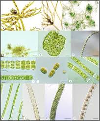 Attēlu rezultāti vaicājumam “Chlorophyta”