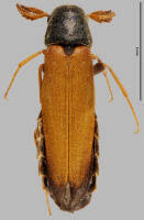 Attēlu rezultāti vaicājumam “Lymexylidae”