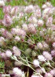 Attēlu rezultāti vaicājumam “Trifolium arvense leaf”