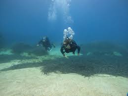 Image result for Abyss Dive Club