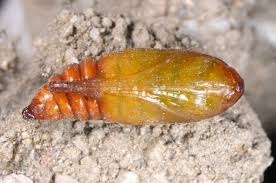 Attēlu rezultāti vaicājumam “Cucullia lucifuga larva”