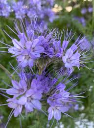 Attēlu rezultāti vaicājumam “Phacelia tanacetifolia”