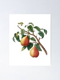 Attēlu rezultāti vaicājumam “Pyrus pyraster fruit”