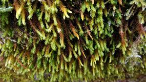 Attēlu rezultāti vaicājumam “Anomodon viticulosus”