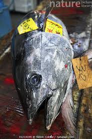 Image result for Thunnus obesus