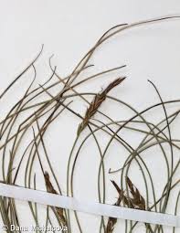 Attēlu rezultāti vaicājumam “Carex pulicaris”
