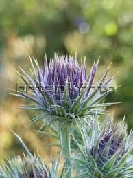 Image result for Ptilostemon afer