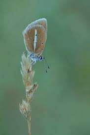 Attēlu rezultāti vaicājumam “Agrodiaetus damon underside”