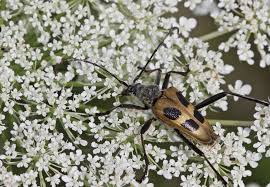 Attēlu rezultāti vaicājumam “Pachyta quadrimaculata”