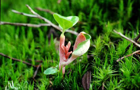 Attēlu rezultāti vaicājumam “Exobasidium vaccinii”