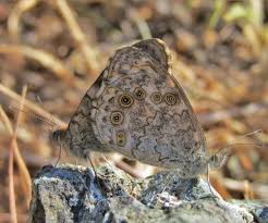 Attēlu rezultāti vaicājumam “Lasiommata megera underside”