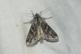 Attēlu rezultāti vaicājumam “Cucullia fraudatrix”