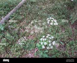 Attēlu rezultāti vaicājumam “Peucedanum oreoselinum flower”