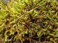 Attēlu rezultāti vaicājumam “Calliergonella lindbergii”