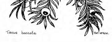 Attēlu rezultāti vaicājumam “Leiocolea rutheana cells”