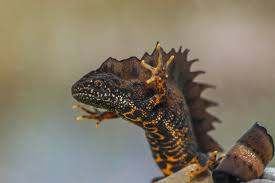 Attēlu rezultāti vaicājumam “Triturus cristatus”