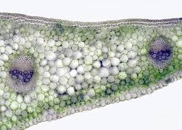 Attēlu rezultāti vaicājumam “Hosta sp. leaf”