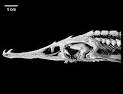 Digimorph - Pseudoscaphirhynchus kaufmanni (Amu Darya Sturgeon)