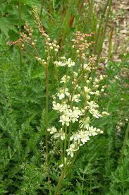 Attēlu rezultāti vaicājumam “Filipendula vulgaris fruit”