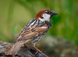 Image result for Passer hispaniolensis