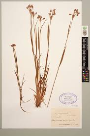 Attēlu rezultāti vaicājumam “Luzula campestris”