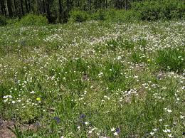 Attēlu rezultāti vaicājumam “Cerastium arvense”