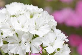 Image result for Dianthus barbatus