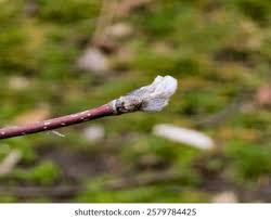 Attēlu rezultāti vaicājumam “Sorbus aucuparia bud”