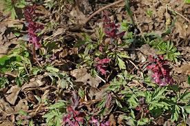 Attēlu rezultāti vaicājumam “Corydalis cava leaf”