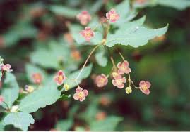 Attēlu rezultāti vaicājumam “Euonymus verrucosus”