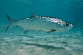 Image result for Megalops atlanticus