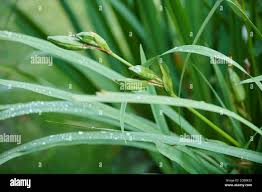 Attēlu rezultāti vaicājumam “Iris pseudacorus leaf”