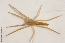 Attēlu rezultāti vaicājumam “Tibellus oblongus”